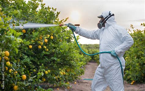 Weed insecticide fumigation. Organic ecological agriculture. Spray ...