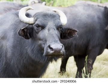 98,775 Buffalo In Farm Images, Stock Photos & Vectors | Shutterstock