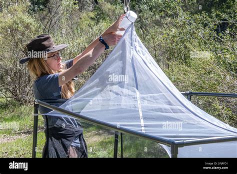 A malaise trap, a type of tent trap used for collection of flying insects by entomologists. This ...