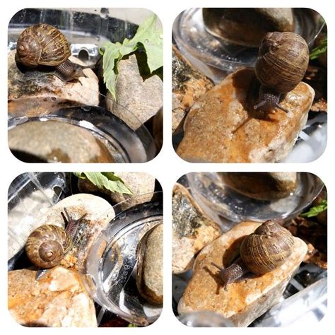 The Artful Life: Creating a Snail Habitat in 2020 | Snails in garden ...