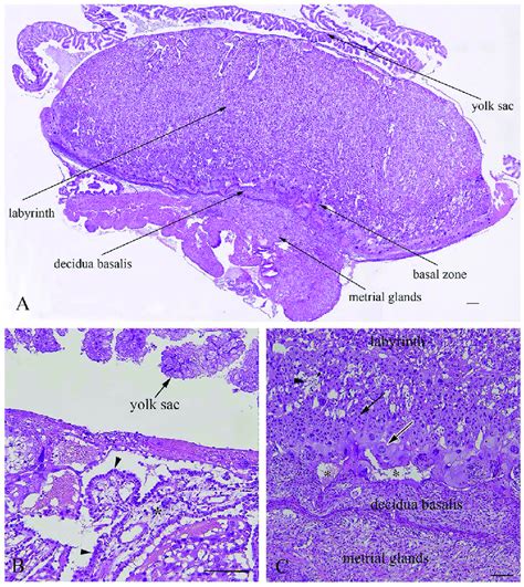 Histological structure of rat placenta at day 21 of pregnancy.... | Download Scientific Diagram