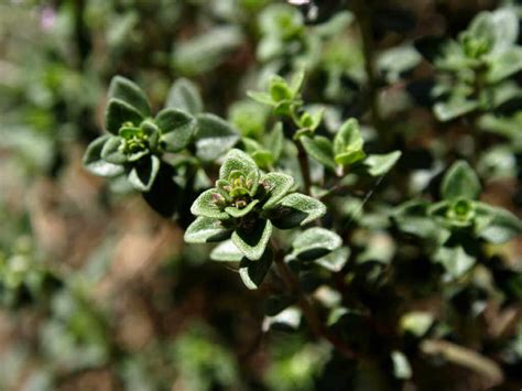 Thyme Varieties | Kellogg Garden Organics™