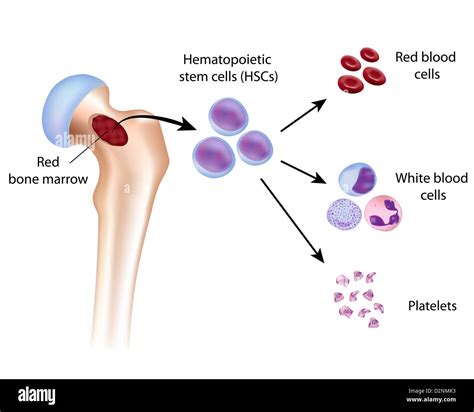 Blood cell formation from bone marrow Stock Photo - Alamy