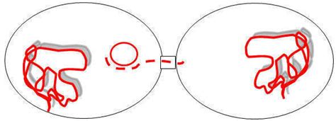 Plasmid mediated drug resistance