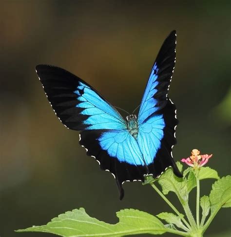 Creating A Butterfly Garden | Swallowtail butterfly, Beautiful ...