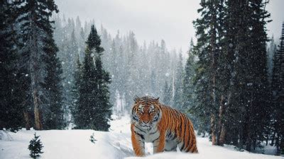 11 tiger HD wallpapers | Desktop backgrounds, 5K, 4K, UHD