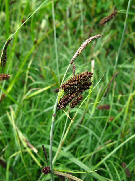 10 Popular Sedges for Ornamental Garden Use