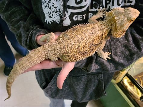 Adopted - Pogona vitticeps 'Bearded Dragon' "Black Beard" ak