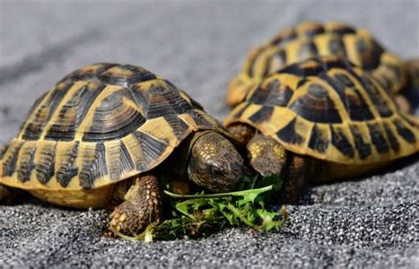 How To Take Care of a Land Turtle - Reptileguide