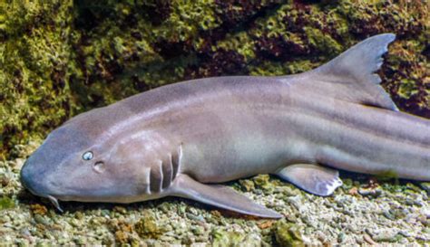 Bamboo Shark | Pet Reader