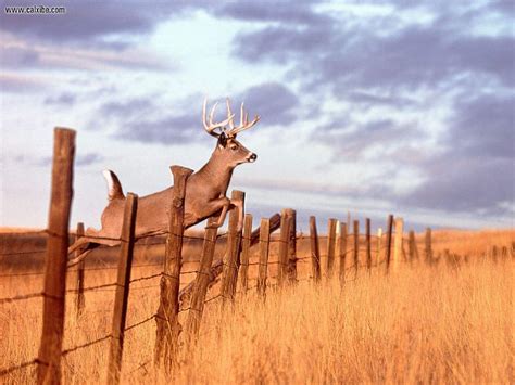 Deer Hunting Backgrounds - Wallpaper Cave