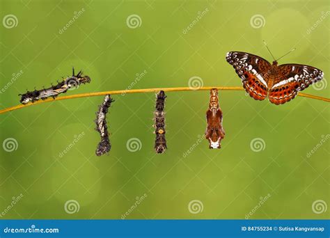 Butterfly Caterpillar On Atlantic Rainforest Fragment Royalty-Free Stock Image | CartoonDealer ...