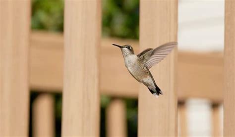 How to Make a Hummingbird House (A Step-by-Step Guide) - Bird Nature