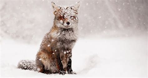 19 Mágicas fotos de animales en invierno | Panda Curioso