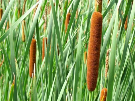 Cattail Seeds (Certified Organic) | Garden Hoard – Certified Organic ...