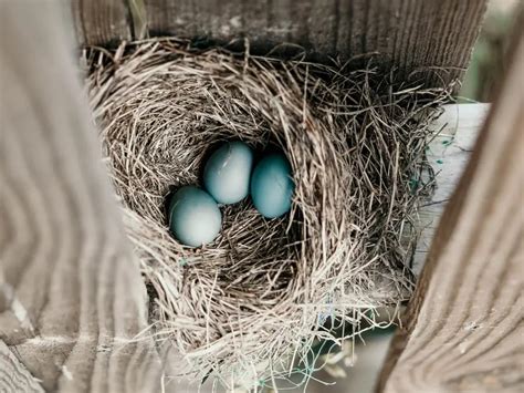 How to relocate a birds nest with babies – Critter clean out