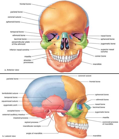 Medical and Health Science: Anatomy of Skull