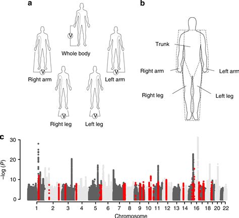 Biological Makeup Of The Human Body | Saubhaya Makeup