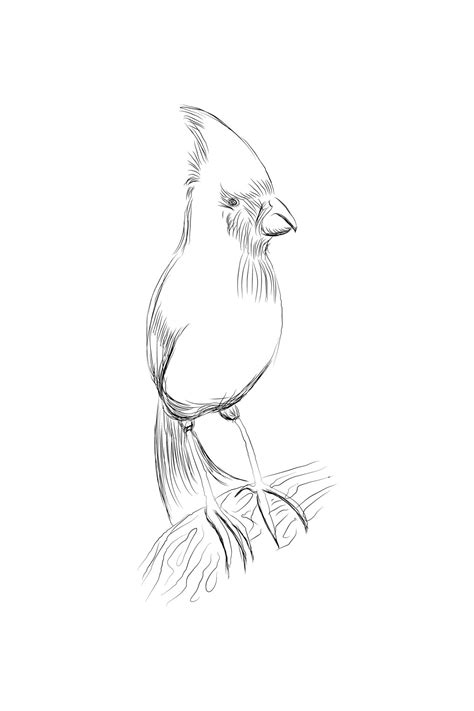 Vector line drawing bird sitting at maple tree branch, sketch of northern cardinal, hand drawn ...