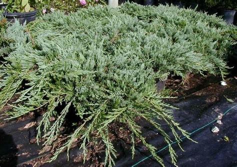 Juniperus horizontalis Bar Harbor | Landscaping with rocks, Rock landscaping ideas, Winter plants