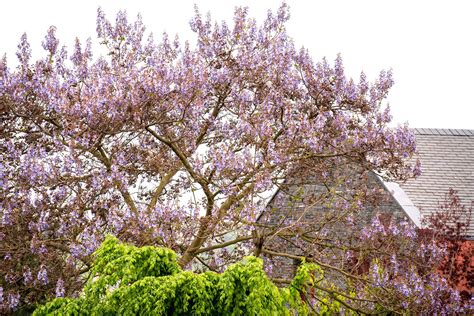 Yes, Empress Tree Is Fast-Growing—But It Will Take Over Your Yard