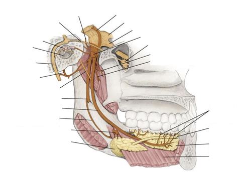 Lingual Nerves Diagram | Quizlet