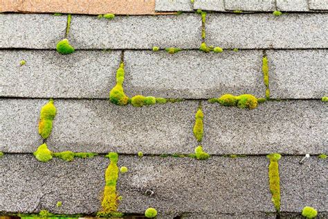 Moss Removal | Absolute Roof Solutions - Vancouver Roof Repair & Roof Replacement