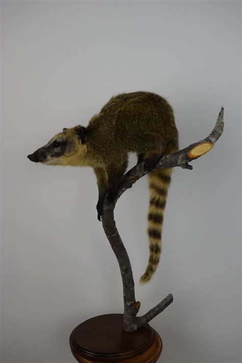 Coatimundi Bespoke Taxidermy