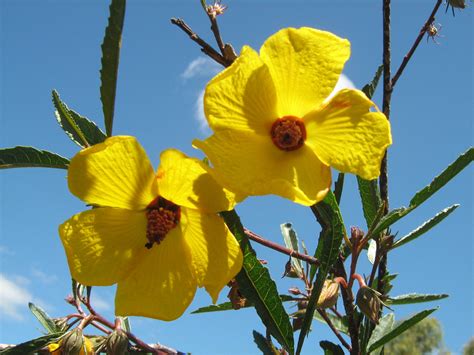 Hibiscus divaricatus (Native Hibiscus) in 50mm Forestry Tube – Trigg Plants