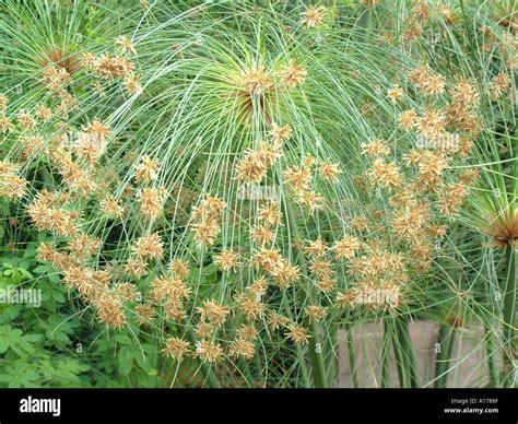 Papyrus reeds hi-res stock photography and images - Alamy