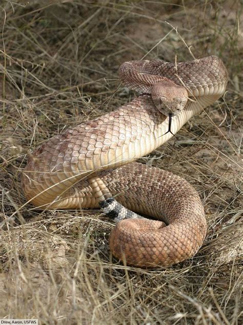 Western Diamondback Rattlesnake Facts, Pictures & Information