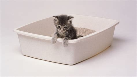 13 Best Cat Litter Boxes of 2023 — Editor Approved Finds ...