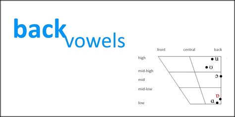 SLP 391 - Back Vowels /u/ /ʊ/ /o/ /ɔ/ /ɑ/ Diagram | Quizlet