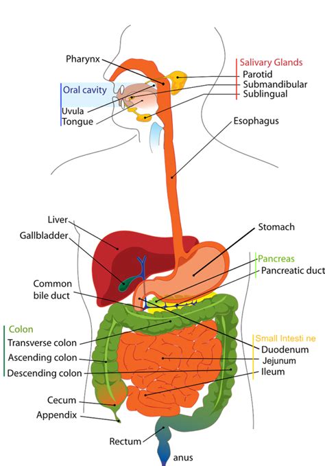 L'appareil digestif - Conseils Santé Naturelle