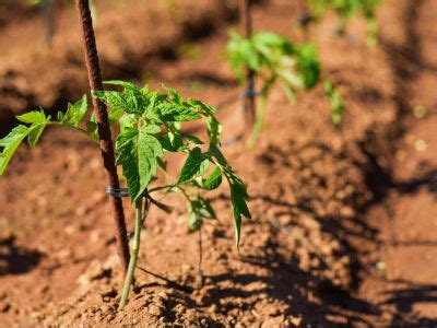 Tomato Plant Spacing - Space Requirements For Tomatoes