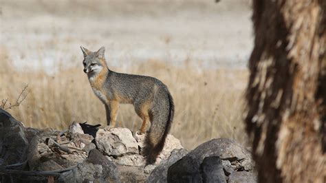 California Senate Protects Desert Water, Wildlife, and Sacred Places