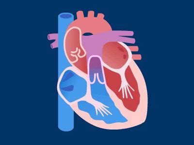 Pumping Heart | Motion graphics inspiration, Basic anatomy and physiology, Medical illustration