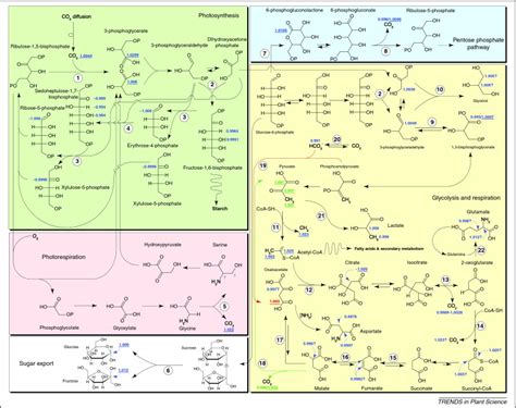 12C/13C fractionations in plant primary metabolism: Trends in Plant Science