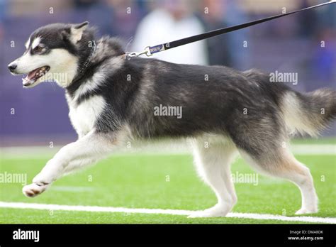 24 October 2009: Dubs, the Washington Huskies mascot before the game ...