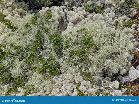 Close-up of the Tundra Plants and Lichens Stock Photo - Image of shrubs, bryophytes: 143874086