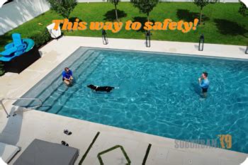 Dog Pool Safety | What You Can Do To Protect Your Pup