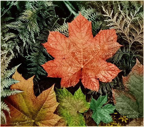 Ansel Adams Close-up of leaves at the Glacier National Park, 1942 colorized by Alex Y. Lim Ansel ...