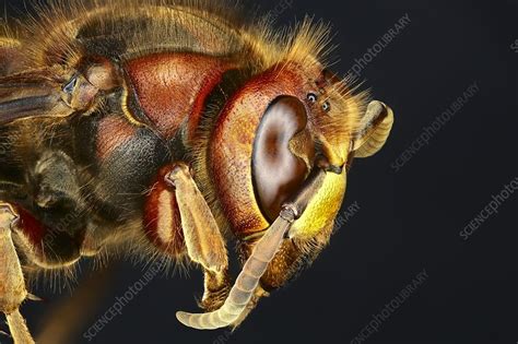 Head of a hornet, macrophotograph - Stock Image - C040/5064 - Science Photo Library