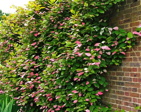 Actinidia kolomikta | GardensOnline