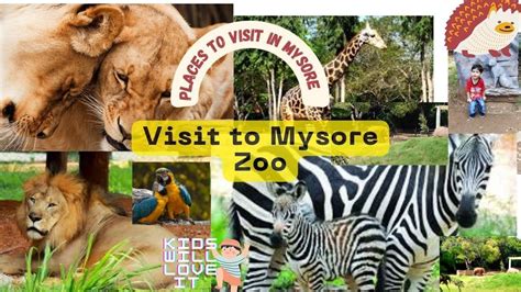 Summer Activities For Kids, Summer Kids, Mysore Zoo, Pet Birds, Places ...