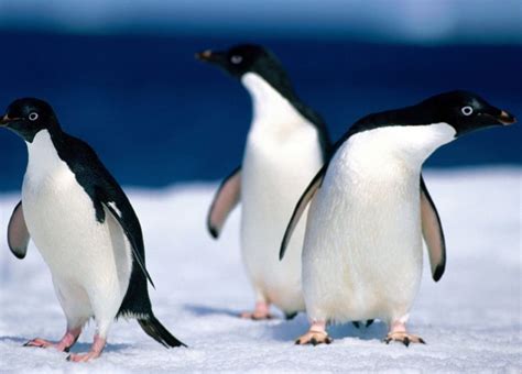 Adelie Penguin l Remarkable Seabird That Has Changed Diets