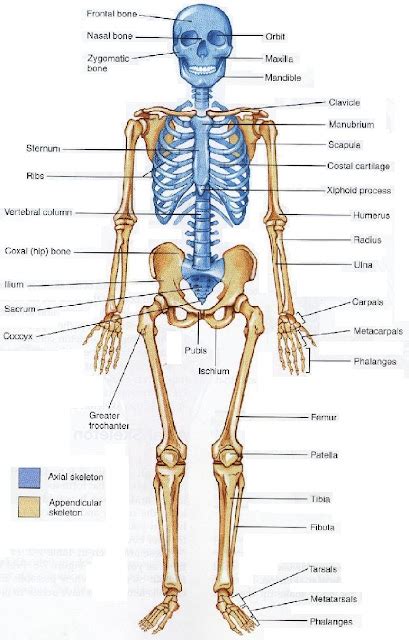 Figure Structure : Skeleton