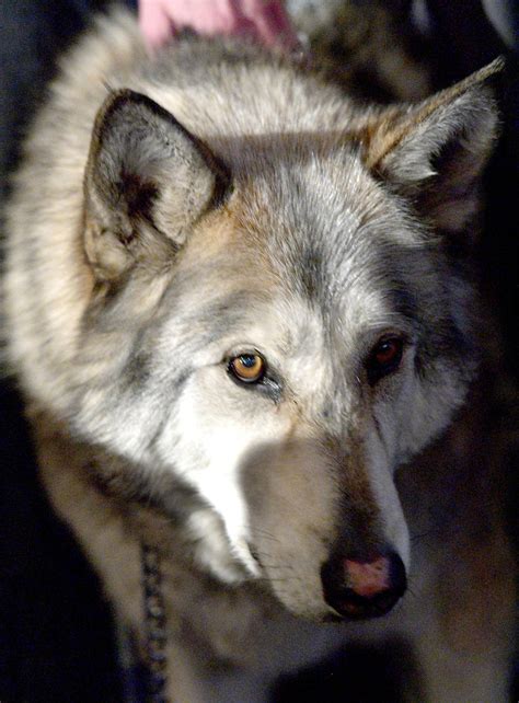 Minnesota Vet Med helps to relocate wolves - Dog of the Day