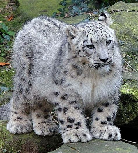 Lovely white panther in Himalaya.. | Cute cats, Beautiful cats, Cute ...