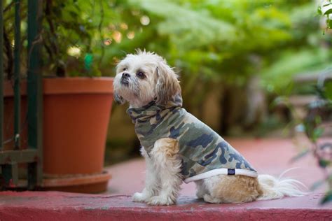 The Long Dog Clothing Company Scout Reversible Dog Sweater, Petite - Chewy.com